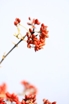 紅果