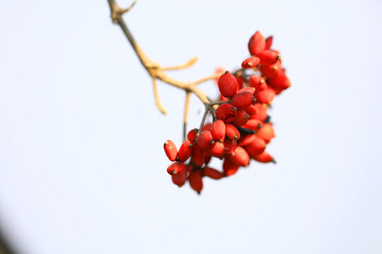 紅果