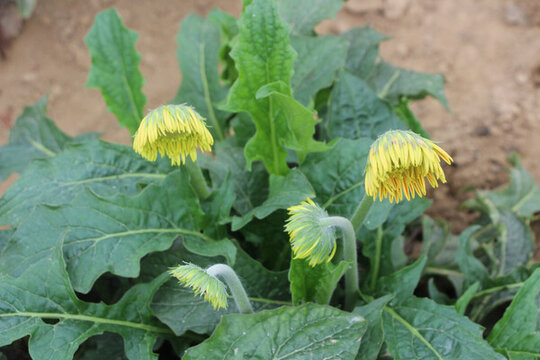 非洲菊