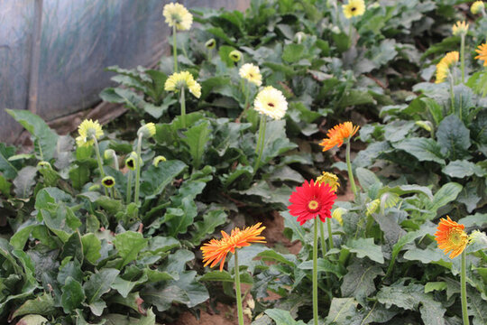 非洲菊