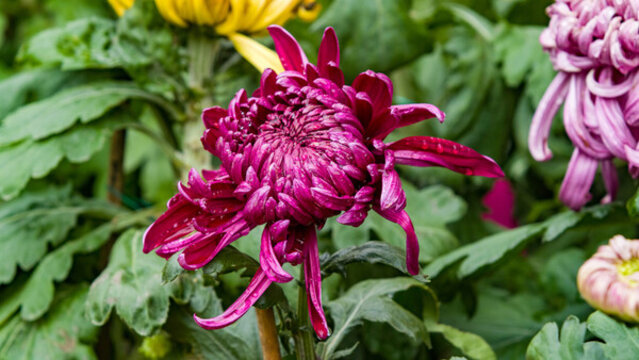 紫菊花