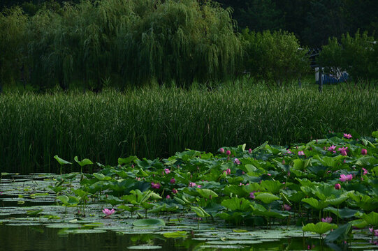 長(zhǎng)春南溪濕地公園