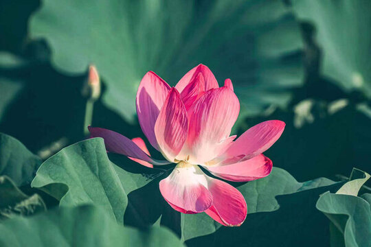 蓮花