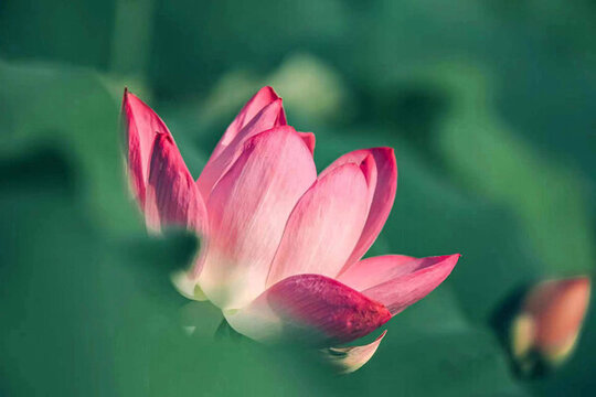 蓮花
