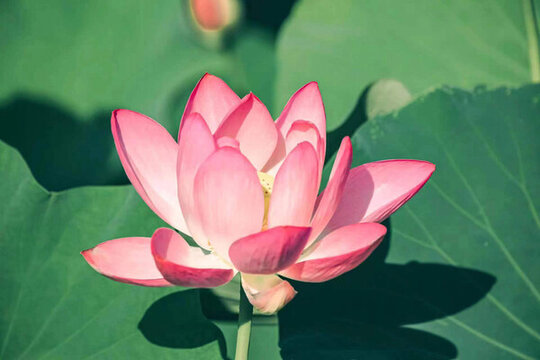 蓮花