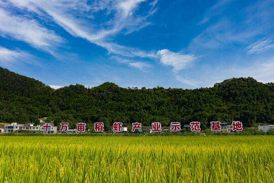 鄉(xiāng)村稻田
