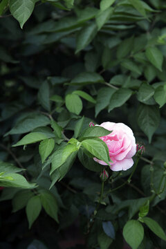 草叢里盛開的薔薇花