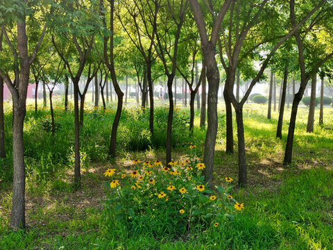 夏日早晨的小樹林