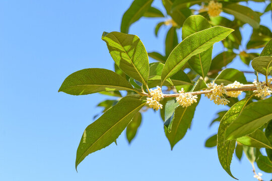 八月桂花枝葉九里香金粟樹枝