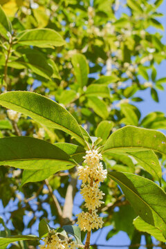 八月桂花枝葉九里香金粟樹枝