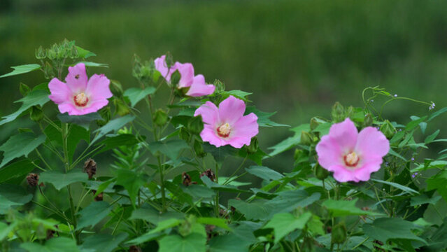 木芙蓉