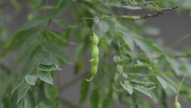 國(guó)槐