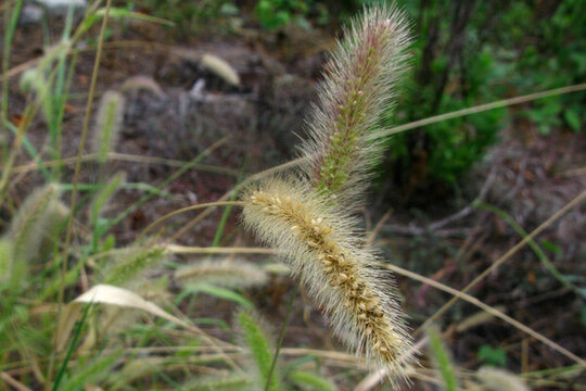 大狗尾草