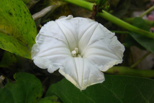 蕹菜花