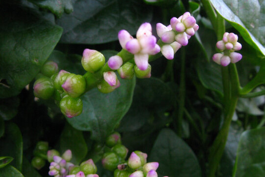 木耳菜