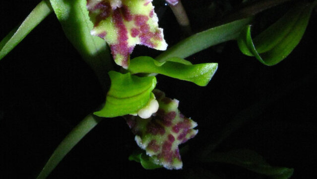 蘭花