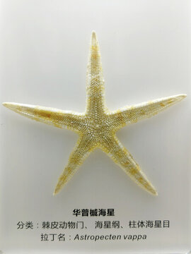 華普槭海星