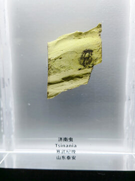 寒武紀(jì)晚
