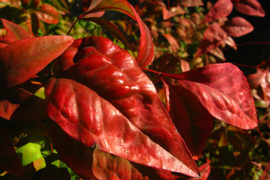 紅葉石楠