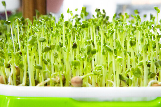 新鮮豆芽菜