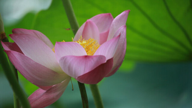 荷花花蕊蜜蜂