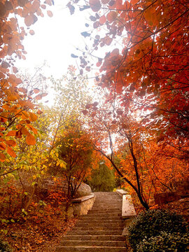 紅色楓葉