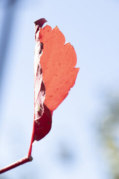 秋天紅葉