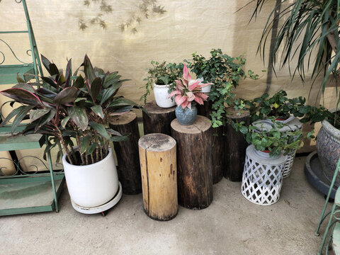 花店綠植展示