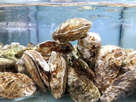 海鮮生蠔