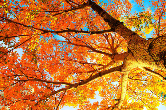 深秋紅葉