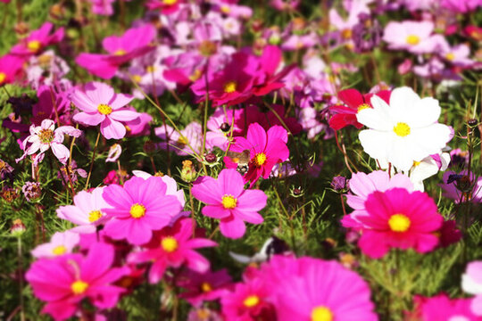 格桑花