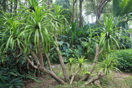 華南國家植物園風(fēng)光