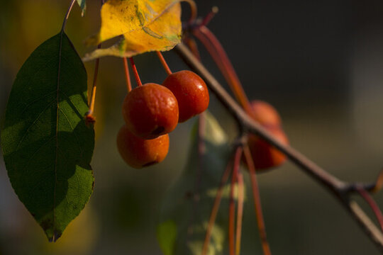 紅果