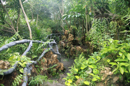 華南國家植物園風(fēng)光
