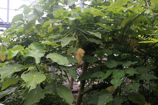 華南國家植物園風光