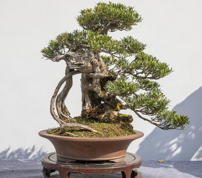 羅漢松盆景