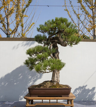 五針松盆景
