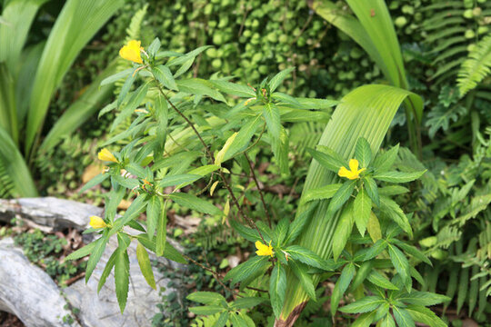 時(shí)鐘花