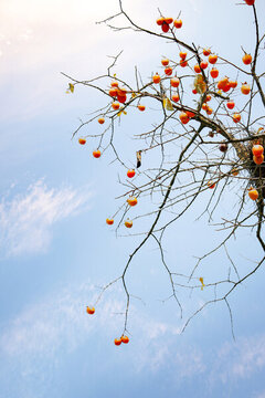 柿紅時節(jié)