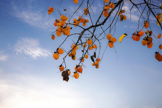 柿紅時(shí)節(jié)