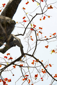 柿紅時節(jié)