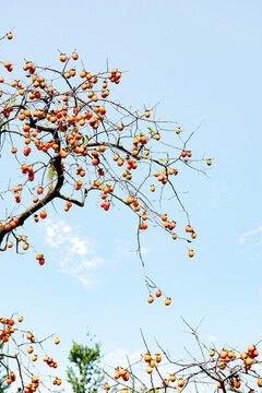 柿紅時節(jié)