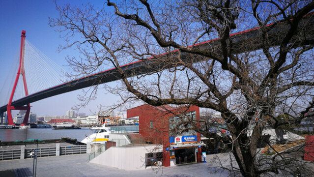 大橋與古樹(shù)