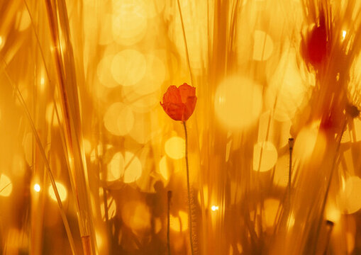 夢(mèng)幻小紅花