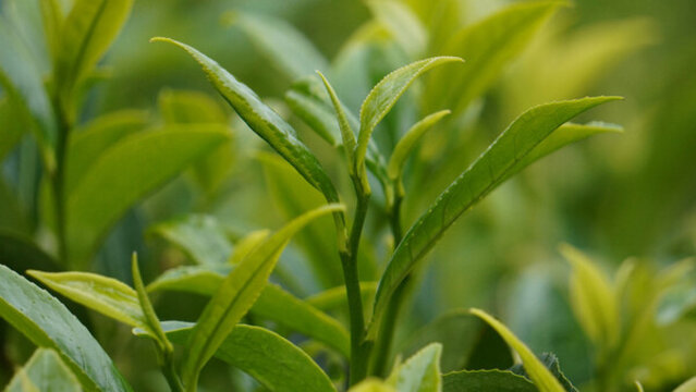 茶葉