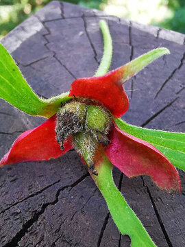 口紅花