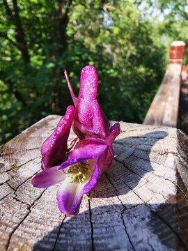 毛蕊鐵線蓮花