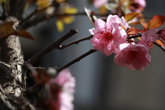 梅花