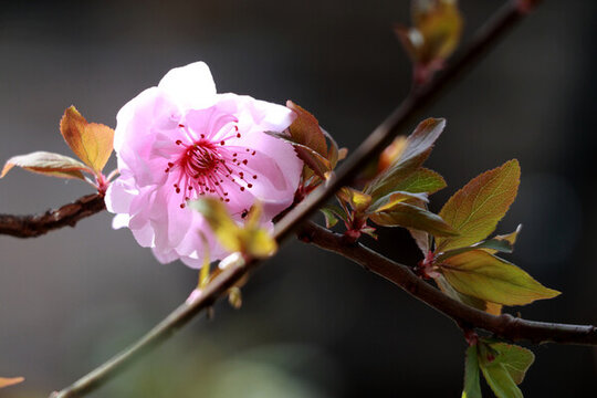 梅花