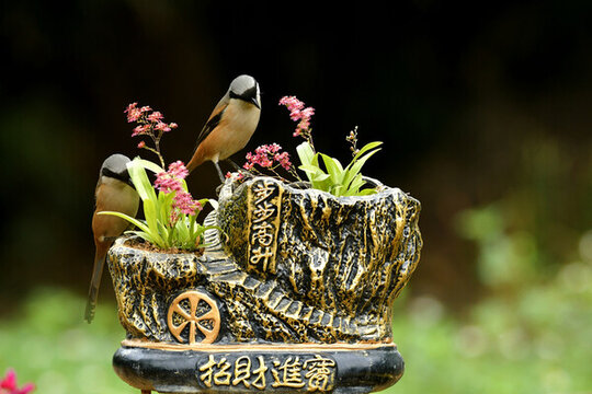 伯勞鳥